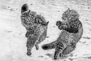 16679_Fotograf_Steffen Faisst_Boxing cats_